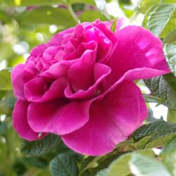Rosier 'Roseraie de l'Hay'  / Rosa 'Roseraie de l'Hay'