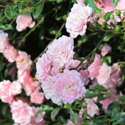 Rosier 'The Fairy'  / Rosa 'The Fairy'