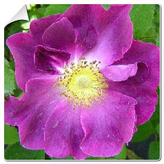 Rosier 'Violacea'  / Rosa 'Violacea'