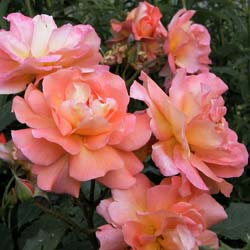 Rosier 'Westerland'  / Rosa 'Westerland'