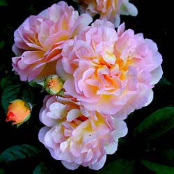 Rosier 'Corn�lia'  / Rosa 'Cornelia'
