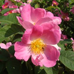 Rosier 'Complicata'   / Rosa 'Complicata'