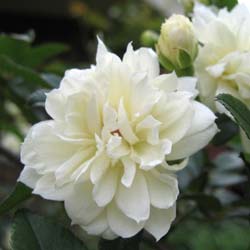 Rosier de Banks 'Albo Plena' / Rosa banksiae 'Albo Plena'