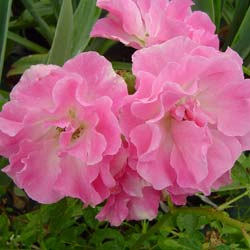 Rosier de Banks 'Rosea'   / Rosa banksiae 'Rosea'