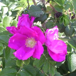 Rosier rugueux / Rosa rugosa