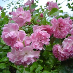 Rosier 'Pablito'  / Rosa 'Pablito'