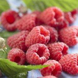 Framboisier 'Heritage' / Rubus idaeus 'Heritage'