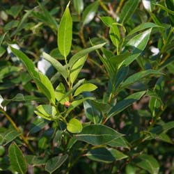 Saule laurier / Salix pentandra
