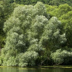 Saule blanc  / Salix alba