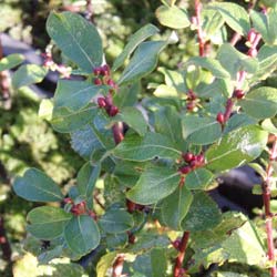 Saule � oreillettes   / Salix aurita