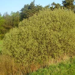 Saule cendr�  / Salix cinerea