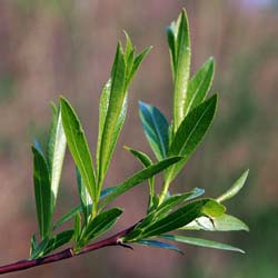 Saule faux-daphn� / Salix daphnoides