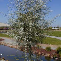 Saule coyote / Salix exigua