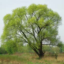 Saule fragile  / Salix fragilis