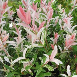 Saule 'Hakuro Nishiki'   / Salix integra 'Hakuro Nishiki'