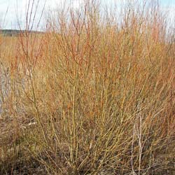 Saule pourpre  / Salix purpurea