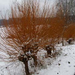 Saule des vanniers  / Salix viminalis