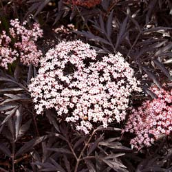 Sureau noir 'Black Lace' / Sambucus nigra 'Black Lace'