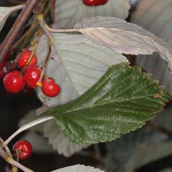 Alisier blanc / Sorbus aria