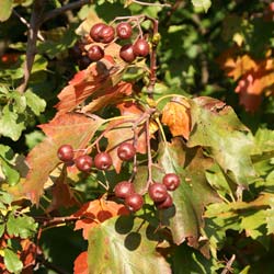 Alisier torminal  / Sorbus torminalis