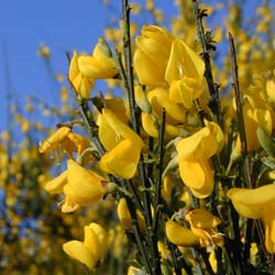 Gen�t d'Espagne   / Spartium junceum
