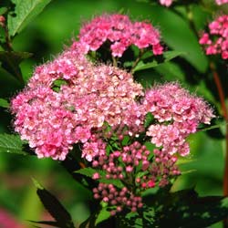 Spir�e / Spirea x bumalda
