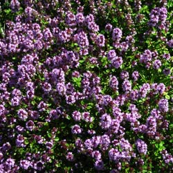 Thym citron / Thymus citriodorus