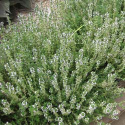 Thym  / Thymus vulgaris