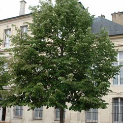 Tilleul argent�   / Tilia tomentosa