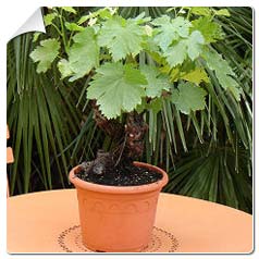 Cep de Vigne / Vigne