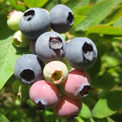 Myrtille g�ante 'Jersey'  / Vaccinium 'Jersey'