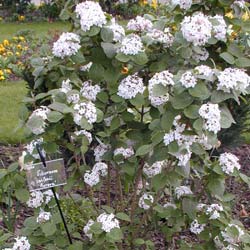 Viorne de Cor�e 'Aurora'  / Viburnum carlesii 'Aurora'