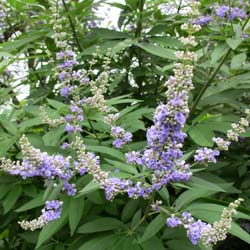 Gattilier / Vitex agnus castus