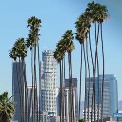Washingtonia robusta / Palmier du Mexique