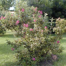 Weigelia 'Bristol ruby'  / Weigelia 'Bristol ruby'