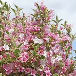 Weigelia florida 'Varigeata'