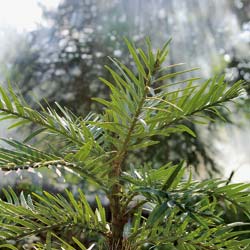 Pin Wollemi / Wollemia nobilis Jones