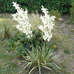 Herbe � soie 'Bright Edge'  / Yucca filamentosa 'Bright Edge'