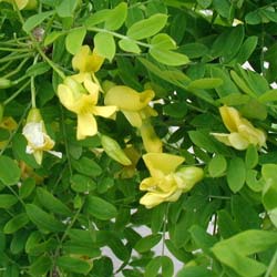 Caragana arborescens / Caragana arborescens