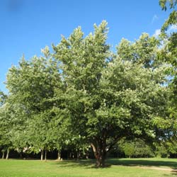 Erable argent�  / Acer saccharinum