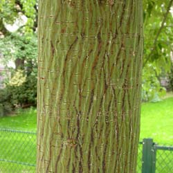 Erable du P�re David  / Acer davidii