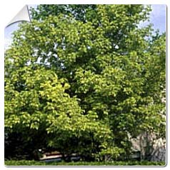 Erable � feuilles de fr�ne / Acer negundo
