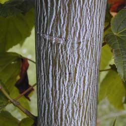 Erable jaspé / Acer pennsylvanicum