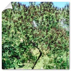 Amorpha fructicosa / Amorpha fructicosa
