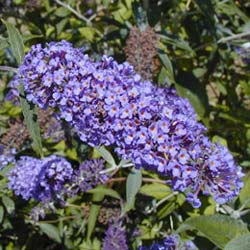 Arbre à papillons Mauve / Buddleia davidii