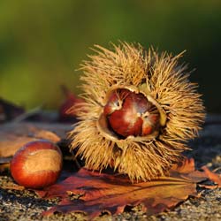 Chataignier commun    / Castanea sativa