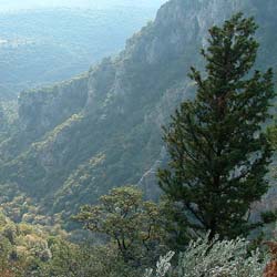 Cypr�s de Provence / Cupressus sempervirens pyramidalis