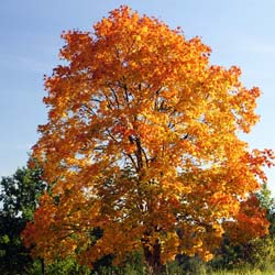 Erable plane / Acer platanoides