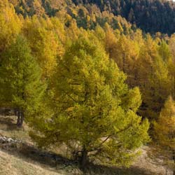 M�l�ze commun  / Larix decidua