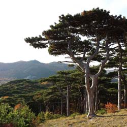 Pin noir d'Autriche  / Pinus nigra austriaca